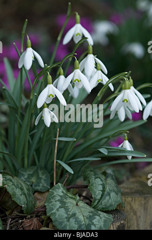 Schneeglöckchen Blüte weiss Galanthus Blüte im Vereinigten Königreich genannt Stockfoto