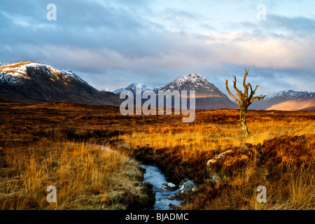 Einsamer Baum auf Rannoch Moor mit Buachaille Etive Mor im Hintergrund Stockfoto