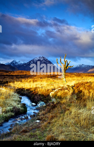 Einsamer Baum auf Rannoch Moor mit Buachaille Etive Mor im Hintergrund Stockfoto