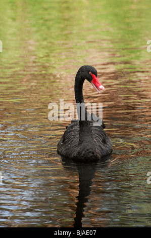 Ein australischer schwarzer Schwan (Cygnus olor) am Fluss Torrens, Adelaide, Australien Stockfoto