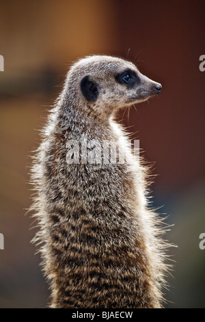 Ein Erdmännchen saß auf seinen Hinterbeinen, während es Gefahr Ausschau hält Stockfoto