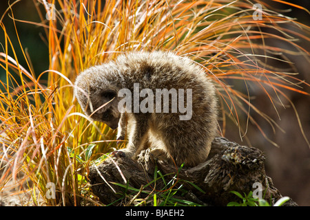 Eine junge oder Baby Erdmännchen untersuchen Stockfoto