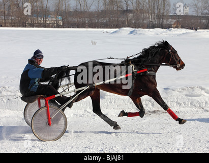 Kabelbaum Trotter Pferderennen Veranstaltung in Russland Stockfoto