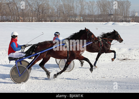 Kabelbaum Trotter Pferderennen Veranstaltung in Russland Stockfoto