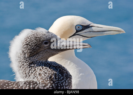 Erwachsene und Jugendliche Basstölpel (Sula Bassana) Stockfoto