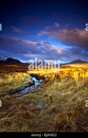 Einsamer Baum auf Rannoch Moor mit Buachaille Etive Mor im Hintergrund Stockfoto