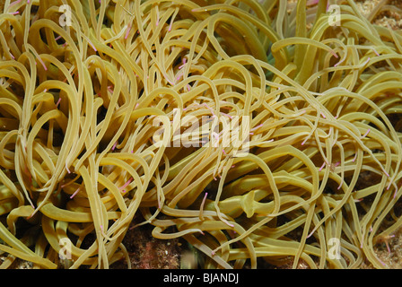 Mediterrane Snakelocks Anemone im meditarrane Meer Stockfoto