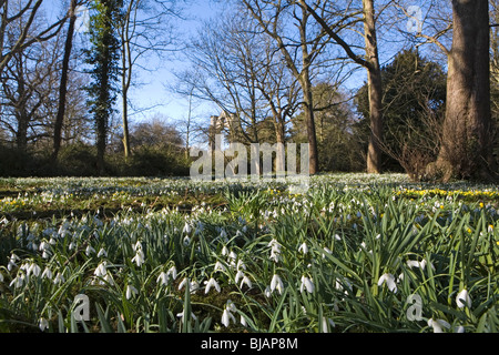 Schneeglöckchen, Walsingham Abtei Gründen, Norfolk, England Stockfoto