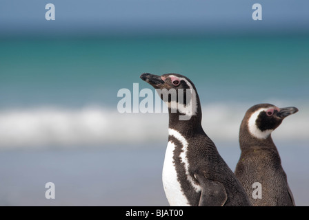 Der Magellan-Pinguin (Spheniscus Magellanicus), ist eine südamerikanische Pinguin. Sehen hier auf Saunders Island, Falkland-Inseln. Stockfoto