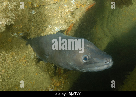 Europäische Conger in einem Wrack in der Normandie, Frankreich Stockfoto