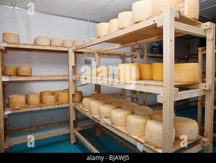 Ganze Runde Käse reift im Raum einer kleinen lokalen Molkerei Käse Stockfoto