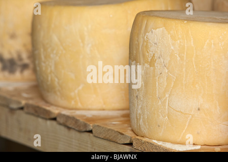 Ganze Runde Käse reift im Raum einer kleinen lokalen Molkerei Käse Stockfoto