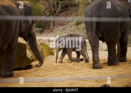 Eine asiatische Elefantenbaby in Twycross Zoo in Leicestershire UK Stockfoto