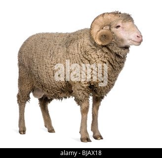 Arles Merino-Schafe, Widder, 3 Jahre alt, steht man vor weißem Hintergrund Stockfoto