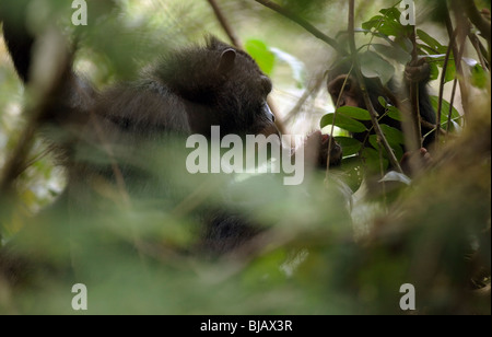 "Lumumba" Essen einen Colubus Affen hat er bei der Truppe Jagd mit einem Baby auf der Suche auf, betteln für die Brocken erwischt. Stockfoto