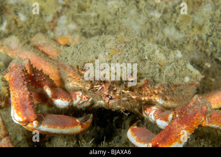 Europäische Seespinnen auf ein Wrack in der Normandie, Frankreich Stockfoto