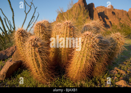 Goldener Igel Kaktus, diesein in der Kofa Wildlife Refuge im westlichen Arizona gefunden. Stockfoto