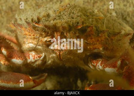 Europäische Seespinnen auf ein Wrack in der Normandie, Frankreich Stockfoto