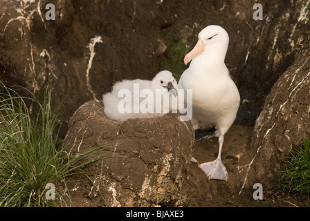 Die Black-browed Albatros oder Black-browed Mollymawk (Thalassarche Melanophrys) mit Küken. Stockfoto