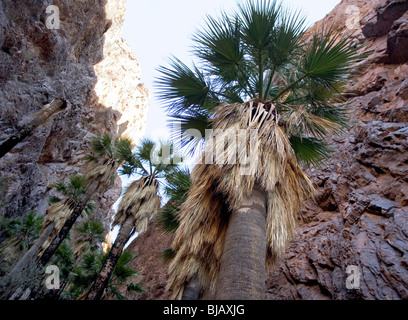 Die Palmen von Palm Canyon, Kofa Wildlife Refuge, AZ. Diese Palmen sind Berichten zufolge eine der letzten indigenen Palmen in Arizona. Stockfoto