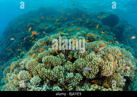 Schule der Threadfin Anthias aus Safaga, Ägypten, Rotes Meer. Stockfoto