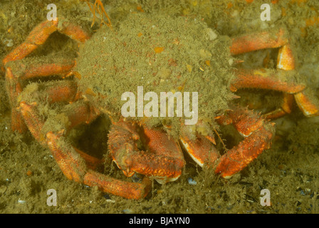 Europäische Seespinnen auf ein Wrack in der Normandie, Frankreich Stockfoto