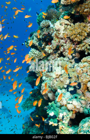 Schule der Threadfin Anthias im Roten Meer, vor Safaga, Ägypten Stockfoto