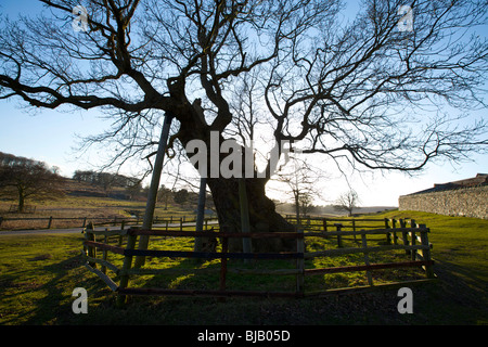 Eine alte Eiche in Bradgate Park nahe Leicester wird aufgerichtet und bekannt als Königin Adelaides Eiche nach ihrem Picknick es Stockfoto