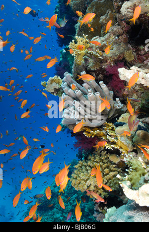 Schule der Threadfin Anthias im Roten Meer, vor Safaga, Ägypten Stockfoto