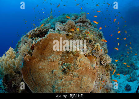 Schule der Anthias aus Safaga, Ägypten, Rotes Meer. Stockfoto