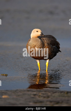 Upland Gans Chloephaga Picta Leucoptera Magellangans Sea Lion Island Falklandinseln weiblich Stockfoto