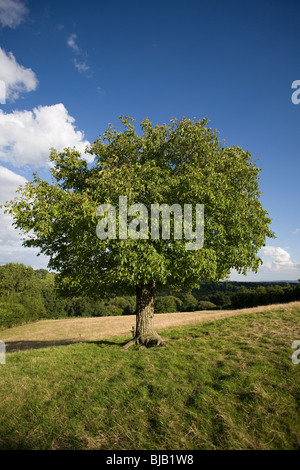 Walnussbaum (Juglans Regia) Sussex, UK. Stockfoto