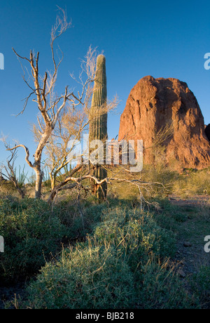 Einer der die Berggipfel in der Kofa Mountain National Wildlife Refuge bei Sonnenuntergang. Im Vordergrund sind spröde Busch Pflanzen und Stockfoto