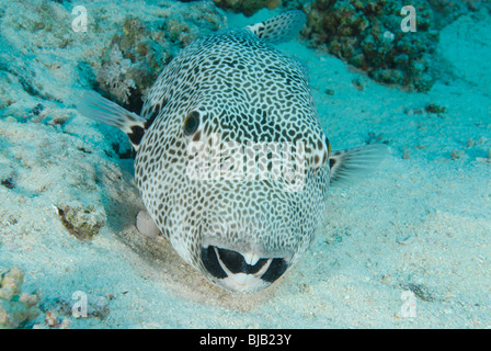 Star Puffer im Roten Meer, vor Safaga, Ägypten Stockfoto