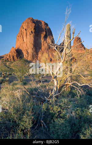 Einer der die Berggipfel in der Kofa Mountain National Wildlife Refuge bei Sonnenuntergang. Im Vordergrund sind spröde Busch Pflanzen und Stockfoto