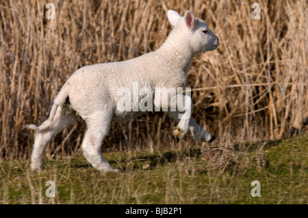 Neu geboren Lamm im Moorland Stockfoto