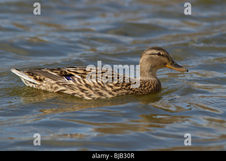 Eine weibliche Stockente zeigt einen kleiner Spritzer Farbe. Stockfoto