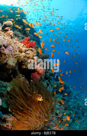 Schule der Threadfin Anthias aus Safaga, Ägypten, Rotes Meer. Stockfoto