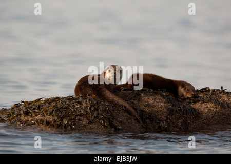 Mutter und junge Fischotter (Lutra Lutra) auf einem Felsen Algen bedeckt, auf der Isle of Arran abseits der Westküste von Schottland Stockfoto