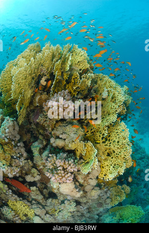 Schule der Anthias über Kopf von Korallen aus Safaga, Ägypten, Rotes Meer. Stockfoto