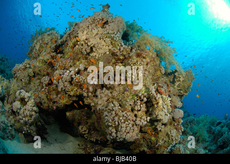 Leiter der Korallenriff im Roten Meer vor Hurghada, Ägypten. Stockfoto