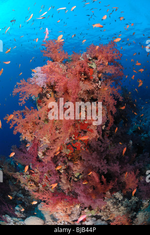 Leiter der Korallenriff im Roten Meer vor Hurghada, Ägypten. Stockfoto