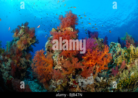 Leiter der Korallenriff im Roten Meer vor Hurghada, Ägypten. Stockfoto