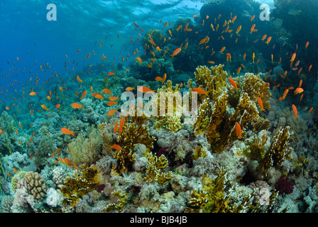 Schule der Threadfin Anthias im Roten Meer vor Hurghada Stockfoto