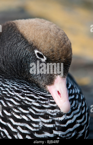 Seetang Gans Chloephaga Hybrida Malvinarum Kelpgans Caranca Sea Lion Island Falklandinseln weiblich Stockfoto