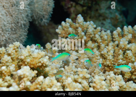 Schule des blau-grünen Chromis im Roten Meer, vor Safaga, Ägypten Stockfoto