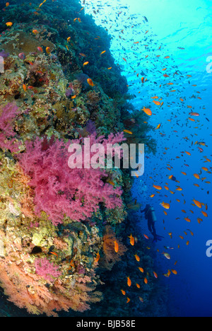 Korallenriff und Anthias im Roten Meer, neben Hurghada, Ägypten. Stockfoto