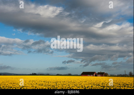 Frühling in der Skagit Valley, Washington. Narzissen beginnen zu in großer Zahl, so dass der gesamten Fläche einen Teppich von Blumen zu blühen. Stockfoto