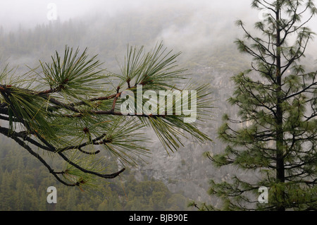 Nahaufnahme von Wassertropfen auf Tannennadeln mit bewölkten Bergseite über Yosemite Tal Stockfoto