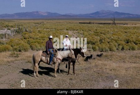 Viehzüchter in Nevada, USA Stockfoto